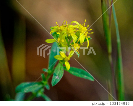 キク科アキノキリンソウ開花 キク科アキノキリンソウ開花 133154913