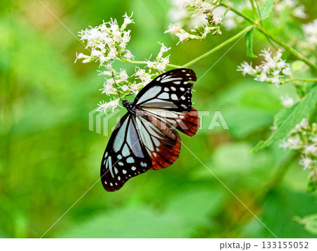 旅する蝶 アサギマダラの吸蜜 旅する蝶 アサギマダラの吸蜜 133155052