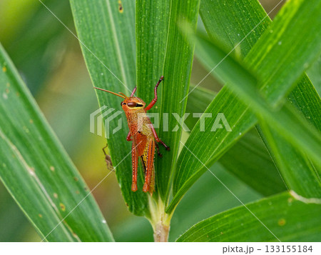 葉に止まるバッタ科ツチイナゴ幼体 133155184