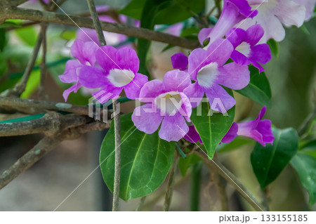 ガーリック・パイントと言う別名を持つニンニクカズラ 133155185