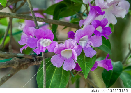 ガーリック・パイントと言う別名を持つニンニクカズラ ガーリック・パイントと言う別名を持つニンニクカズラ 133155186