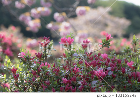 ツツジの花 133155248