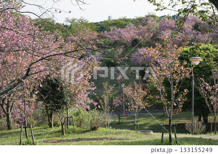 茨城　春の静峰ふるさと公園（那珂市） 133155249