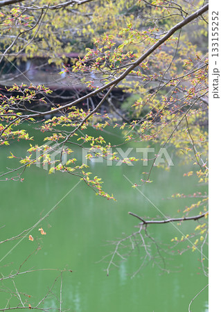 新緑の季節　鎌北湖湖畔　　　　　　 133155252