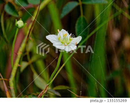 ウメバチソウの花 133155269