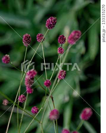 バラ科ワレモコウの赤褐色の花 133155270