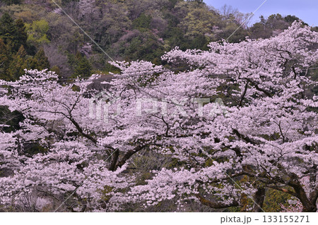新緑の季節 鎌北湖湖畔 満開のさくら 新緑の季節 鎌北湖湖畔 満開のさくら 133155271
