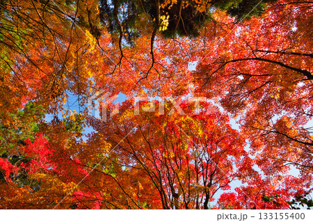 越前陶芸村の秋 133155400