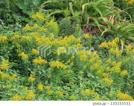 群生して咲く黄色い花のセイタカアワダチソウ 133155531