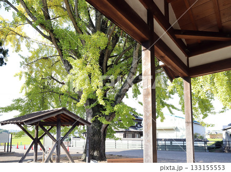 北条鉄道 網引駅の大イチョウ(兵庫県 加西市) 北条鉄道 網引駅の大イチョウ(兵庫県 加西市) 133155553