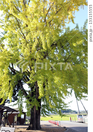 北条鉄道 網引駅の大イチョウ（兵庫県 加西市） 133155555