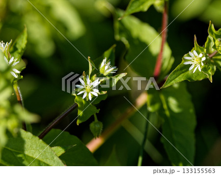 ウシハコベ群生 春を待つ草花 ウシハコベ群生 春を待つ草花 133155563