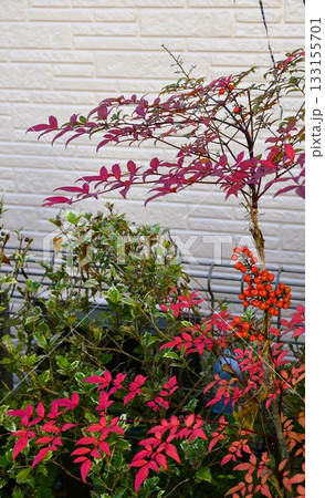 赤い実をつけた南天　小さな生け花 133155701