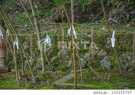島根 美保神社 御神竹 島根 美保神社 御神竹 133155737