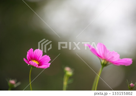 秋を彩るコスモスの花 秋を彩るコスモスの花 133155802