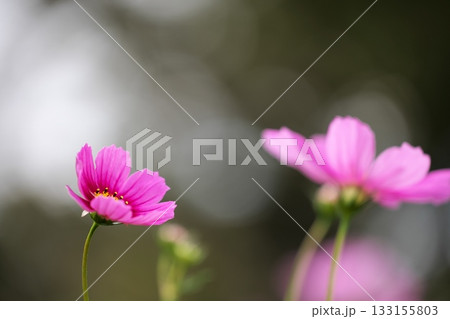 秋を彩るコスモスの花 秋を彩るコスモスの花 133155803