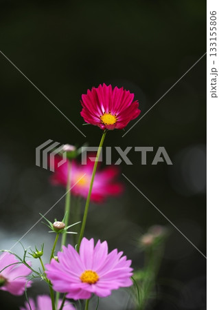 秋を彩るコスモスの花 秋を彩るコスモスの花 133155806
