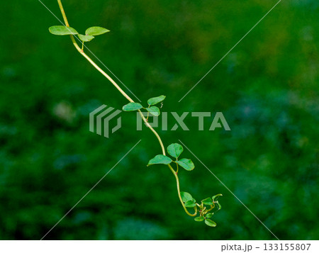 アケビ科の落葉性つる植物 ミツバアケビの蔓 133155807