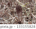クサソテツ（秋田県大潟村・251115） 133155828