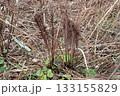 クサソテツ（秋田県大潟村・251115） 133155829