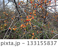 ツルウメモドキ（秋田県大潟村・251115） 133155837