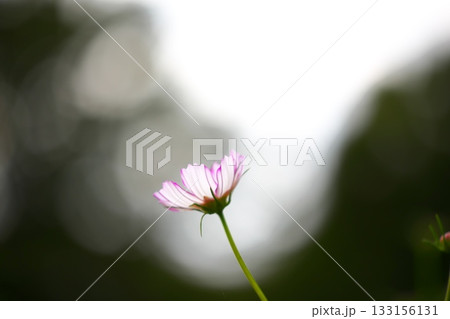 秋の彩り 一凛のコスモスの花 秋の彩り 一凛のコスモスの花 133156131