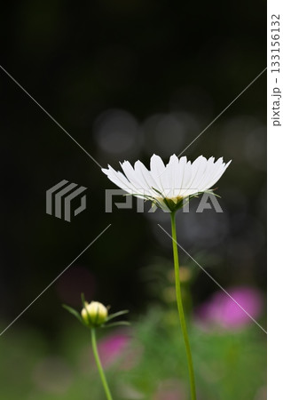 秋の彩り　一凛のコスモスの花 133156132