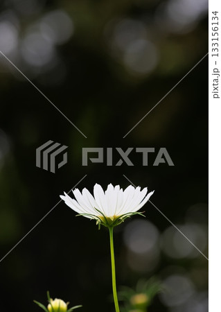 秋の彩り 一凛のコスモスの花 秋の彩り 一凛のコスモスの花 133156134