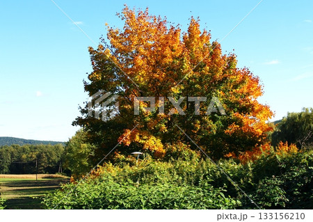 Vibrant autumn tree displays bright orange leaves in a serene landscape under Vibrant autumn tree displays bright orange leaves in a serene landscape under 133156210
