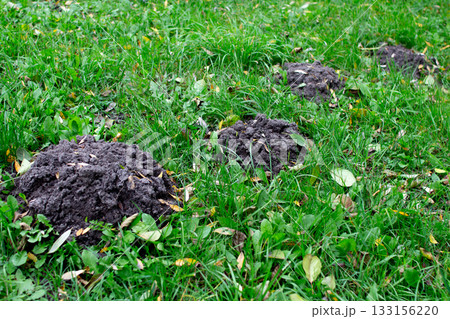 Mounds of earth on a green lawn indicate activity of burrowing animals  133156220