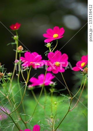 秋を彩る赤いピンクのコスモスの花 秋を彩る赤いピンクのコスモスの花 133156412
