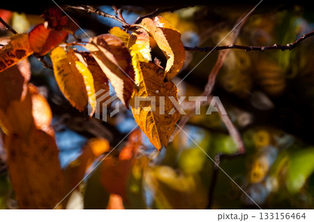 信濃川・やすらぎ堤の桜の紅葉 133156464