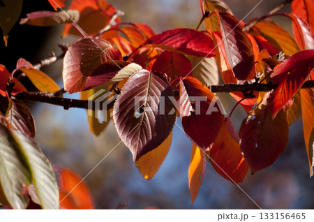 信濃川・やすらぎ堤の桜の紅葉 信濃川・やすらぎ堤の桜の紅葉 133156465