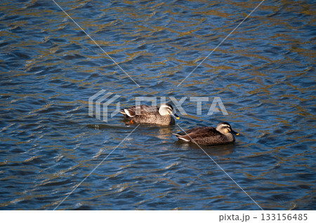 信濃川・やすらぎ堤の軽鴨(かるがも) 133156485