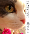 猫の横顔 133156751