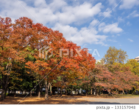 木々が色づき始めた秋の公園風景(東京都江東区・清澄公園) 木々が色づき始めた秋の公園風景(東京都江東区・清澄公園) 133157048