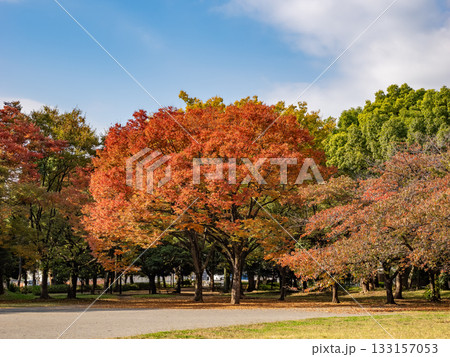 木々が色づき始めた秋の公園風景(東京都江東区・清澄公園) 木々が色づき始めた秋の公園風景(東京都江東区・清澄公園) 133157053