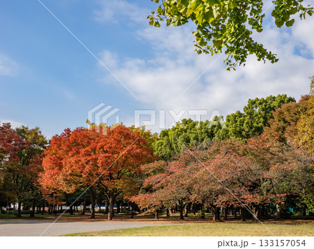 木々が色づき始めた秋の公園風景(東京都江東区・清澄公園) 木々が色づき始めた秋の公園風景(東京都江東区・清澄公園) 133157054