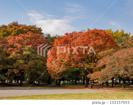 木々が色づき始めた秋の公園風景(東京都江東区・清澄公園) 木々が色づき始めた秋の公園風景(東京都江東区・清澄公園) 133157055