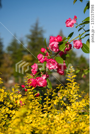 晴天の青空に咲き誇るバラの花の風景 133157098