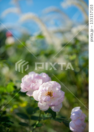 晴天の青空に咲き誇るバラの花の風景 晴天の青空に咲き誇るバラの花の風景 133157103