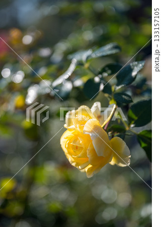 晴天の青空に咲き誇るバラの花の風景 晴天の青空に咲き誇るバラの花の風景 133157105