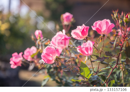 晴天の青空に咲き誇るバラの花の風景 133157106