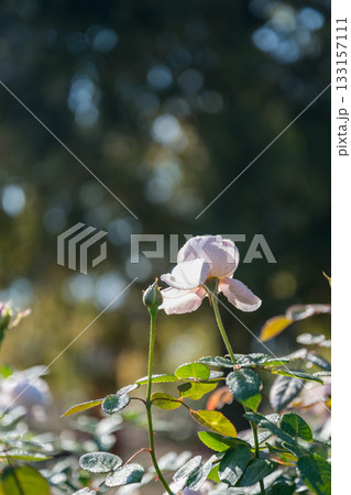 晴天の青空に咲き誇るバラの花の風景 晴天の青空に咲き誇るバラの花の風景 133157111