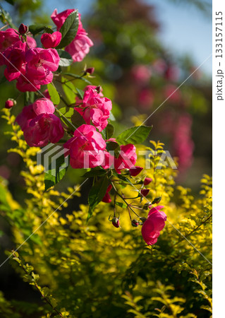 晴天の青空に咲き誇るバラの花の風景 133157115