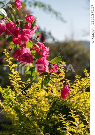 晴天の青空に咲き誇るバラの花の風景 133157117
