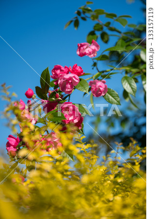 晴天の青空に咲き誇るバラの花の風景 晴天の青空に咲き誇るバラの花の風景 133157119