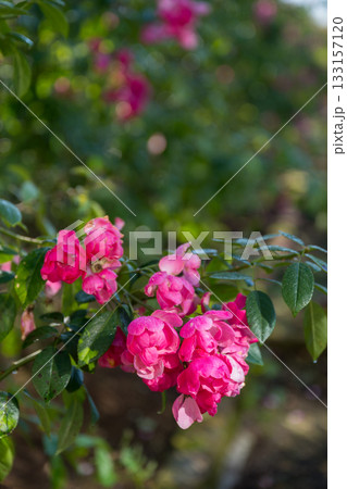 晴天の青空に咲き誇るバラの花の風景 晴天の青空に咲き誇るバラの花の風景 133157120