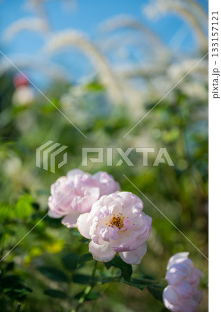 晴天の青空に咲き誇るバラの花の風景 133157121