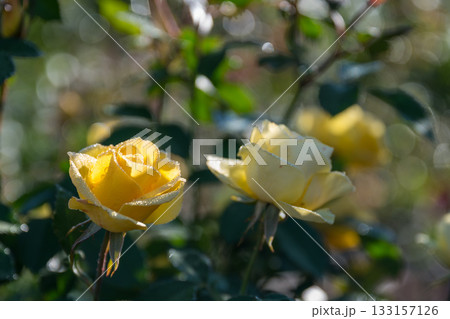 晴天の青空に咲き誇るバラの花の風景 133157126